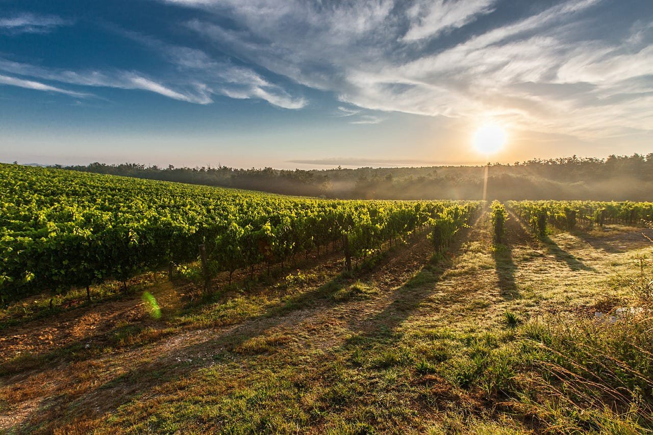 Vineyard Tuscany.jpg